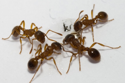 Уничтожение муравьев   в Солнечногорске 