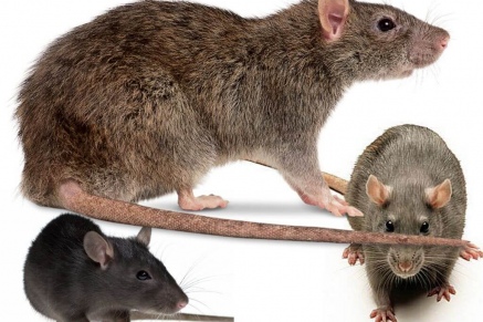 Уничтожение крыс в Солнечногорске 