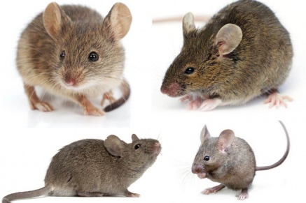 Уничтожение (дератизация) мышей   в Солнечногорске 