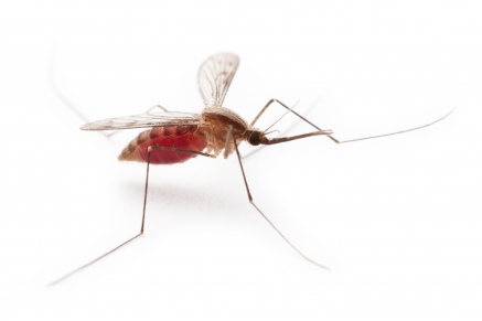 Уничтожение комаров   в Солнечногорске 